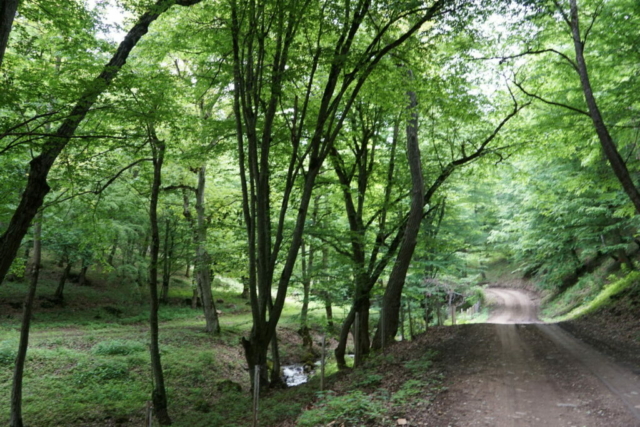 Park Narodowy Dilidżan